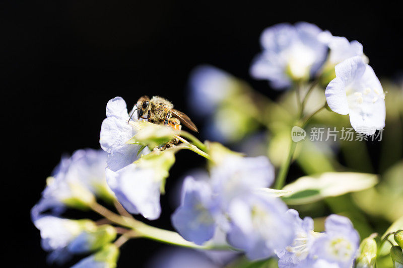 Jacob' sladder Polemonium Flower上的花粉覆盖的蜜蜂